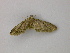  (Eupithecia AH06Pe - BC ZSM Lep add 58074)  @13 [ ] CreativeCommons - Attribution Non-Commercial Share-Alike (2012) Axel Hausmann/Bavarian State Collection of Zoology (ZSM) SNSB, Zoologische Staatssammlung Muenchen