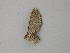  (Eupithecia AH08Pe - BC ZSM Lep add 58091)  @13 [ ] CreativeCommons - Attribution Non-Commercial Share-Alike (2012) Axel Hausmann/Bavarian State Collection of Zoology (ZSM) SNSB, Zoologische Staatssammlung Muenchen