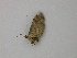  (Eupithecia AH09Pe - BC ZSM Lep add 58095)  @12 [ ] CreativeCommons - Attribution Non-Commercial Share-Alike (2012) Axel Hausmann/Bavarian State Collection of Zoology (ZSM) SNSB, Zoologische Staatssammlung Muenchen