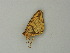  ( - BC ZSM Lep 20499)  @12 [ ] CreativeCommons - Attribution Non-Commercial Share-Alike (2012) Axel Hausmann/Bavarian State Collection of Zoology (ZSM) SNSB, Zoologische Staatssammlung Muenchen