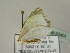  ( - BC ZSM Lep 52401)  @12 [ ] CreativeCommons - Attribution Non-Commercial Share-Alike (2012) Axel Hausmann/Bavarian State Collection of Zoology (ZSM) SNSB, Zoologische Staatssammlung Muenchen