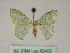  ( - BC ZSM Lep 52402)  @13 [ ] CreativeCommons - Attribution Non-Commercial Share-Alike (2012) Axel Hausmann/Bavarian State Collection of Zoology (ZSM) SNSB, Zoologische Staatssammlung Muenchen