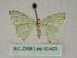  ( - BC ZSM Lep 52403)  @13 [ ] CreativeCommons - Attribution Non-Commercial Share-Alike (2012) Axel Hausmann/Bavarian State Collection of Zoology (ZSM) SNSB, Zoologische Staatssammlung Muenchen
