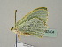  ( - BC ZSM Lep 52404)  @11 [ ] CreativeCommons - Attribution Non-Commercial Share-Alike (2012) Axel Hausmann/Bavarian State Collection of Zoology (ZSM) SNSB, Zoologische Staatssammlung Muenchen