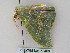  ( - BC ZSM Lep 52409)  @12 [ ] CreativeCommons - Attribution Non-Commercial Share-Alike (2012) Axel Hausmann/Bavarian State Collection of Zoology (ZSM) SNSB, Zoologische Staatssammlung Muenchen