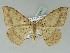  (Luxiaria AH01Tw - BC ZSM Lep 52411)  @14 [ ] CreativeCommons - Attribution Non-Commercial Share-Alike (2012) Axel Hausmann/Bavarian State Collection of Zoology (ZSM) SNSB, Zoologische Staatssammlung Muenchen