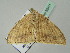 ( - BC ZSM Lep 52411)  @12 [ ] CreativeCommons - Attribution Non-Commercial Share-Alike (2012) Axel Hausmann/Bavarian State Collection of Zoology (ZSM) SNSB, Zoologische Staatssammlung Muenchen