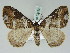  ( - BC ZSM Lep 52423)  @15 [ ] CreativeCommons - Attribution Non-Commercial Share-Alike (2012) Axel Hausmann/Bavarian State Collection of Zoology (ZSM) SNSB, Zoologische Staatssammlung Muenchen