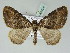  (Melanthia - BC ZSM Lep 52424)  @15 [ ] CreativeCommons - Attribution Non-Commercial Share-Alike (2012) Axel Hausmann/Bavarian State Collection of Zoology (ZSM) SNSB, Zoologische Staatssammlung Muenchen