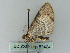  ( - BC ZSM Lep 52424)  @13 [ ] CreativeCommons - Attribution Non-Commercial Share-Alike (2012) Axel Hausmann/Bavarian State Collection of Zoology (ZSM) SNSB, Zoologische Staatssammlung Muenchen