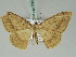  ( - BC ZSM Lep 52426)  @13 [ ] CreativeCommons - Attribution Non-Commercial Share-Alike (2012) Axel Hausmann/Bavarian State Collection of Zoology (ZSM) SNSB, Zoologische Staatssammlung Muenchen