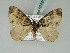  (Xanthorhoe taiwana - BC ZSM Lep 52428)  @13 [ ] CreativeCommons - Attribution Non-Commercial Share-Alike (2012) Axel Hausmann/Bavarian State Collection of Zoology (ZSM) SNSB, Zoologische Staatssammlung Muenchen
