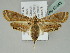  (Eoophyla gibbosalis - BC ZSM Lep 52443)  @13 [ ] CreativeCommons - Attribution Non-Commercial Share-Alike (2012) Axel Hausmann/Bavarian State Collection of Zoology (ZSM) SNSB, Zoologische Staatssammlung Muenchen