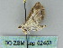  ( - BC ZSM Lep 52453)  @11 [ ] CreativeCommons - Attribution Non-Commercial Share-Alike (2012) Axel Hausmann/Bavarian State Collection of Zoology (ZSM) SNSB, Zoologische Staatssammlung Muenchen