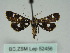  ( - BC ZSM Lep 52456)  @12 [ ] CreativeCommons - Attribution Non-Commercial Share-Alike (2012) Axel Hausmann/Bavarian State Collection of Zoology (ZSM) SNSB, Zoologische Staatssammlung Muenchen