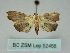  (Agrotera WS01Tw - BC ZSM Lep 52468)  @13 [ ] CreativeCommons - Attribution Non-Commercial Share-Alike (2012) Axel Hausmann/Bavarian State Collection of Zoology (ZSM) SNSB, Zoologische Staatssammlung Muenchen