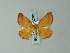  ( - BC ZSM Lep 60761)  @11 [ ] CreativeCommons - Attribution Non-Commercial Share-Alike (2012) Axel Hausmann/Bavarian State Collection of Zoology (ZSM) SNSB, Zoologische Staatssammlung Muenchen