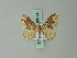  ( - BC ZSM Lep 60774)  @14 [ ] CreativeCommons - Attribution Non-Commercial Share-Alike (2012) Axel Hausmann/Bavarian State Collection of Zoology (ZSM) SNSB, Zoologische Staatssammlung Muenchen