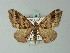  (Xanthorhoe magnata - BC ZSM Lep 60787)  @13 [ ] CreativeCommons - Attribution Non-Commercial Share-Alike (2012) Axel Hausmann/Bavarian State Collection of Zoology (ZSM) SNSB, Zoologische Staatssammlung Muenchen