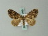  (Xanthorhoe molata - BC ZSM Lep 60790)  @12 [ ] CreativeCommons - Attribution Non-Commercial Share-Alike (2012) Axel Hausmann/Bavarian State Collection of Zoology (ZSM) SNSB, Zoologische Staatssammlung Muenchen