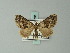  ( - BC ZSM Lep 60791)  @12 [ ] CreativeCommons - Attribution Non-Commercial Share-Alike (2012) Axel Hausmann/Bavarian State Collection of Zoology (ZSM) SNSB, Zoologische Staatssammlung Muenchen