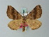  (Scotopteryx acutangulata - BC ZSM Lep 60792)  @15 [ ] CreativeCommons - Attribution Non-Commercial Share-Alike (2012) Axel Hausmann/Bavarian State Collection of Zoology (ZSM) SNSB, Zoologische Staatssammlung Muenchen