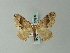  (Xenortholitha - BC ZSM Lep 60806)  @13 [ ] CreativeCommons - Attribution Non-Commercial Share-Alike (2012) Axel Hausmann/Bavarian State Collection of Zoology (ZSM) SNSB, Zoologische Staatssammlung Muenchen