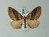  (Parortholitha horismodes - BC ZSM Lep 60813)  @11 [ ] CreativeCommons - Attribution Non-Commercial Share-Alike (2012) Axel Hausmann/Bavarian State Collection of Zoology (ZSM) SNSB, Zoologische Staatssammlung Muenchen