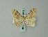  ( - BC ZSM Lep 60819)  @11 [ ] CreativeCommons - Attribution Non-Commercial Share-Alike (2012) Axel Hausmann/Bavarian State Collection of Zoology (ZSM) SNSB, Zoologische Staatssammlung Muenchen