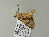  ( - BC ZSM Lep 60858)  @13 [ ] CreativeCommons - Attribution Non-Commercial Share-Alike (2012) Axel Hausmann/Bavarian State Collection of Zoology (ZSM) SNSB, Zoologische Staatssammlung Muenchen
