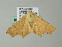  ( - BC ZSM Lep 60890)  @12 [ ] CreativeCommons - Attribution Non-Commercial Share-Alike (2012) Axel Hausmann/Bavarian State Collection of Zoology (ZSM) SNSB, Zoologische Staatssammlung Muenchen