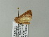  ( - BC ZSM Lep 60913)  @13 [ ] CreativeCommons - Attribution Non-Commercial Share-Alike (2012) Axel Hausmann/Bavarian State Collection of Zoology (ZSM) SNSB, Zoologische Staatssammlung Muenchen