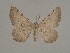  ( - BC ZSM Lep 60943)  @13 [ ] CreativeCommons - Attribution Non-Commercial Share-Alike (2012) Axel Hausmann/Bavarian State Collection of Zoology (ZSM) SNSB, Zoologische Staatssammlung Muenchen