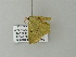  ( - BC ZSM Lep 62088)  @12 [ ] CreativeCommons - Attribution Non-Commercial Share-Alike (2012) Axel Hausmann/Bavarian State Collection of Zoology (ZSM) SNSB, Zoologische Staatssammlung Muenchen