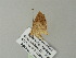  ( - BC ZSM Lep 62093)  @12 [ ] CreativeCommons - Attribution Non-Commercial Share-Alike (2012) Axel Hausmann/Bavarian State Collection of Zoology (ZSM) SNSB, Zoologische Staatssammlung Muenchen