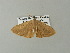  ( - BC ZSM Lep 62099)  @13 [ ] CreativeCommons - Attribution Non-Commercial Share-Alike (2012) Axel Hausmann/Bavarian State Collection of Zoology (ZSM) SNSB, Zoologische Staatssammlung Muenchen