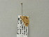  ( - BC ZSM Lep 62121)  @12 [ ] CreativeCommons - Attribution Non-Commercial Share-Alike (2012) Axel Hausmann/Bavarian State Collection of Zoology (ZSM) SNSB, Zoologische Staatssammlung Muenchen