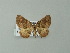  ( - BC ZSM Lep 62123)  @13 [ ] CreativeCommons - Attribution Non-Commercial Share-Alike (2012) Axel Hausmann/Bavarian State Collection of Zoology (ZSM) SNSB, Zoologische Staatssammlung Muenchen