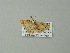 ( - BC ZSM Lep 62132)  @12 [ ] CreativeCommons - Attribution Non-Commercial Share-Alike (2012) Axel Hausmann/Bavarian State Collection of Zoology (ZSM) SNSB, Zoologische Staatssammlung Muenchen