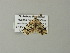  (Tegiapa BOLD:ABW6064 - BC ZSM Lep 62133)  @12 [ ] CreativeCommons - Attribution Non-Commercial Share-Alike (2012) Axel Hausmann/Bavarian State Collection of Zoology (ZSM) SNSB, Zoologische Staatssammlung Muenchen