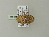  (Polystroma AH01Zm - BC ZSM Lep 62141)  @13 [ ] CreativeCommons - Attribution Non-Commercial Share-Alike (2012) Axel Hausmann/Bavarian State Collection of Zoology (ZSM) SNSB, Zoologische Staatssammlung Muenchen