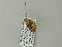  ( - BC ZSM Lep 62148)  @12 [ ] CreativeCommons - Attribution Non-Commercial Share-Alike (2012) Axel Hausmann/Bavarian State Collection of Zoology (ZSM) SNSB, Zoologische Staatssammlung Muenchen