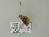  ( - BC ZSM Lep 62152)  @12 [ ] CreativeCommons - Attribution Non-Commercial Share-Alike (2012) Axel Hausmann/Bavarian State Collection of Zoology (ZSM) SNSB, Zoologische Staatssammlung Muenchen