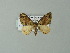  ( - BC ZSM Lep 62156)  @13 [ ] CreativeCommons - Attribution Non-Commercial Share-Alike (2012) Axel Hausmann/Bavarian State Collection of Zoology (ZSM) SNSB, Zoologische Staatssammlung Muenchen