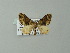  ( - BC ZSM Lep 62157)  @13 [ ] CreativeCommons - Attribution Non-Commercial Share-Alike (2012) Axel Hausmann/Bavarian State Collection of Zoology (ZSM) SNSB, Zoologische Staatssammlung Muenchen