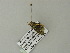  (Piercia BOLD:ABW6575 - BC ZSM Lep 62159)  @12 [ ] CreativeCommons - Attribution Non-Commercial Share-Alike (2012) Axel Hausmann/Bavarian State Collection of Zoology (ZSM) SNSB, Zoologische Staatssammlung Muenchen