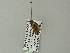  (Xanthorhoe AH12Zm - BC ZSM Lep 62160)  @12 [ ] CreativeCommons - Attribution Non-Commercial Share-Alike (2012) Axel Hausmann/Bavarian State Collection of Zoology (ZSM) SNSB, Zoologische Staatssammlung Muenchen