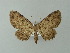  (Collix AH01Zm - BC ZSM Lep 62163)  @11 [ ] CreativeCommons - Attribution Non-Commercial Share-Alike (2012) Axel Hausmann/Bavarian State Collection of Zoology (ZSM) SNSB, Zoologische Staatssammlung Muenchen