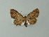  (Collix AH02Zm - BC ZSM Lep 62164)  @11 [ ] CreativeCommons - Attribution Non-Commercial Share-Alike (2012) Axel Hausmann/Bavarian State Collection of Zoology (ZSM) SNSB, Zoologische Staatssammlung Muenchen