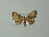  (Chloroclystis AH01Zm - BC ZSM Lep 62165)  @11 [ ] CreativeCommons - Attribution Non-Commercial Share-Alike (2012) Axel Hausmann/Bavarian State Collection of Zoology (ZSM) SNSB, Zoologische Staatssammlung Muenchen